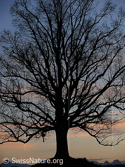 Foto: Abendstimmung mit Linde im Herbst. Der Baum mit seinen blattlosen Ästen bildet eine Silhouette vor dem Abendhimmel.