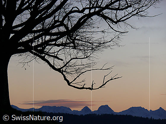 Foto: Abendstimmung mit Silhouette einer Linde und Gantrisch im Hintergrund.