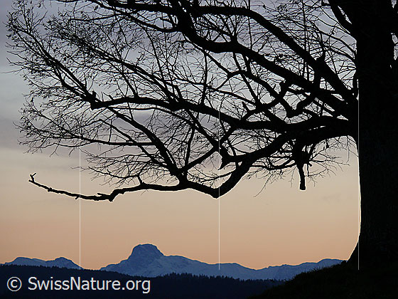 Foto: Abendstimmung mit Silhouette einer Linde und Stockhorn.