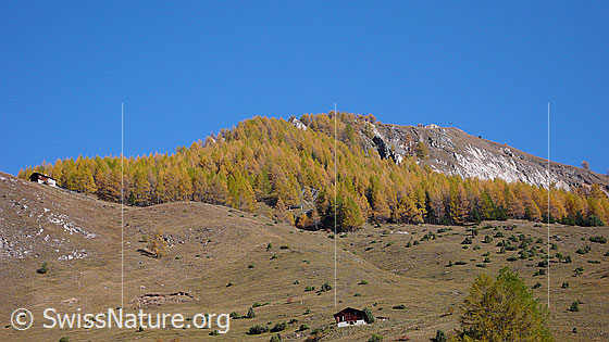 Foto: Herbstlich gefärbter Lärchenwald (Schutzwald) oberhalb Imfeld und Weidegebiet mit Alphütten.