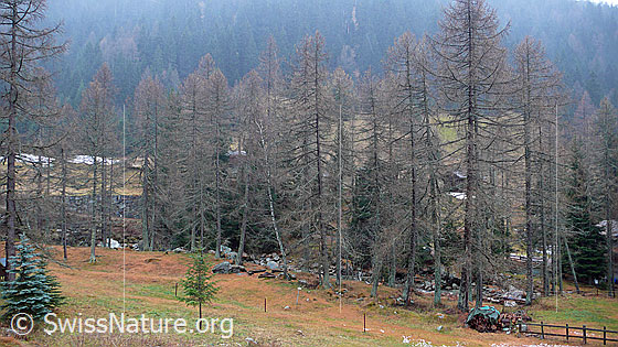 Foto: Herbstfarben und Lärchen ohne Nadeln bei trübem Wetter (Südstaulage mit Regen und nachfolgendem Schneefall). 