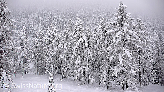 Foto: Schneefall nach Südstaulage im Binntal. Der Lärchenwald ist bereits nach wenigen Stunden tief verschneit. Siehe als Gegensatz vorheriges Bild (Nr. F041709), welches am Vortag aufgenommen wurde.