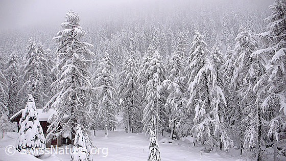 Foto: Schneefall nach Südstau im Binntal. Der Lärchenwald ist bereits nach wenigen Stunden tief verschneit.
