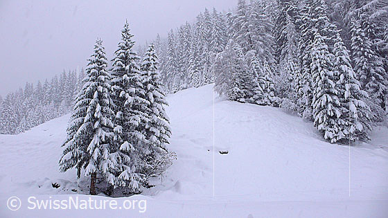 Foto: Schneefall nach Südstaulage. Tannen und Wälder sind bereits tief verschneit.
