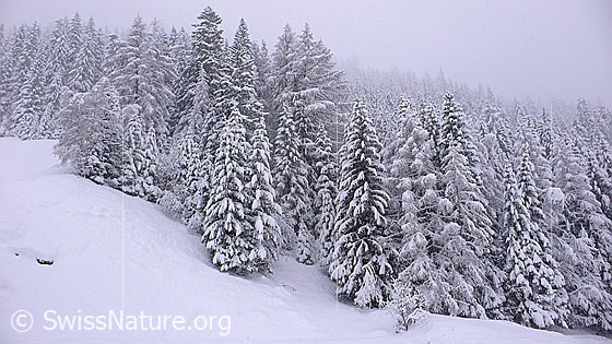 Foto: Neuschnee nach Südstau sorgt für Wintereinbruch im Wallis. Tief verschneiter Tannenwald im Binntal.