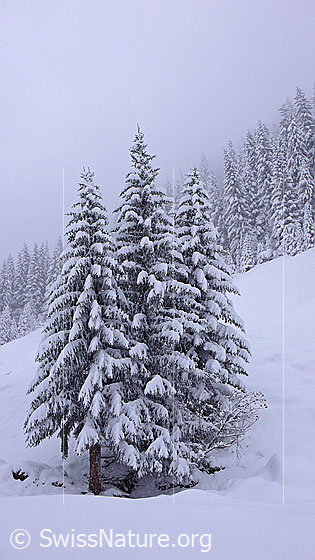 Foto: Tannen mit Neuschnee bei leichtem Schneefall.