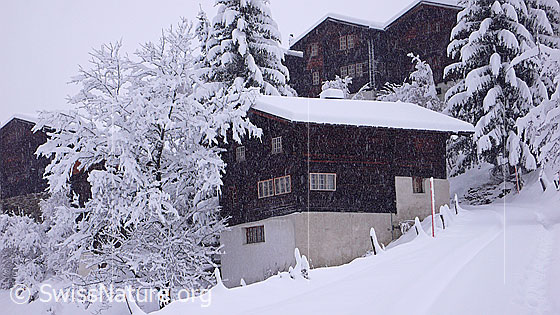 Foto: Schneefall nach Südstaulage im Binntal. Die Häuser, Sträucher und Tannen im Bergdorf Imfeld sind bereits nach wenigen Stunden tief verschneit.