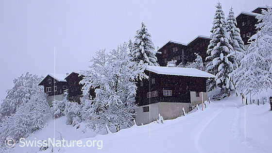 Foto: Neuschnee nach Südstau im Binntal. Die Häuser, Sträucher und Tannen im Bergdorf Imfeld sind bereits nach wenigen Stunden tief verschneit.