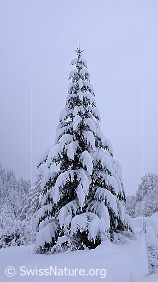 Foto: Tief verschneite Tanne in Winterlandschaft bei leichtem Schneefall.