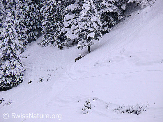Foto: Hirsche (Rothirsch) auf Nahrungssuche unter tief verschneiten Tannen. Die Wildwechsel sind im Schnee deutlich zu sehen.
Ordnung: Artiodactyla (Paarhufer)
Familie: Cervidae (Hirsche)
Unterfamilie: Cervinae
Gattung: Cervus (Edelhirsche)