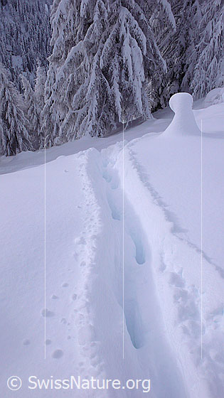 Foto: Spur eines Hirsches im Neuschnee. Das schwere Tier ist im Schnee tief eingesunken und streifte mit dem Bauch die Schneedecke.