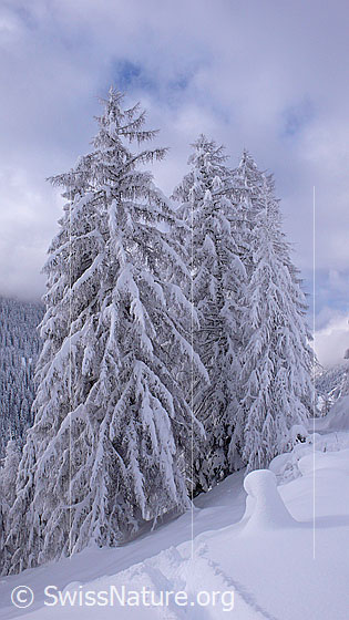 Foto: Tief verschneite Lärchen im Binntal. Im Vordergrund eine Spur im Schnee.
