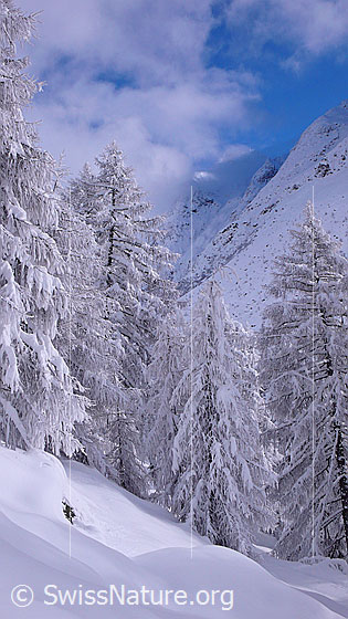 Foto: Tief verschneite Berglandschaft mit Lärchenwald.