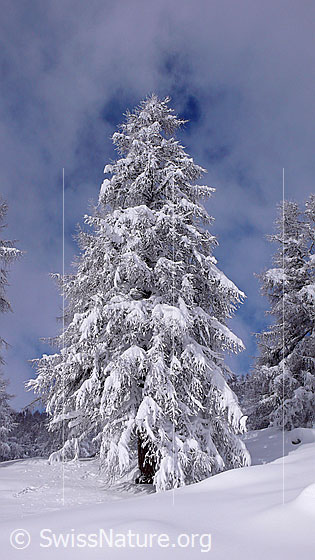 Foto: Tief verschneite Lärche in sonniger Winterlandschaft.