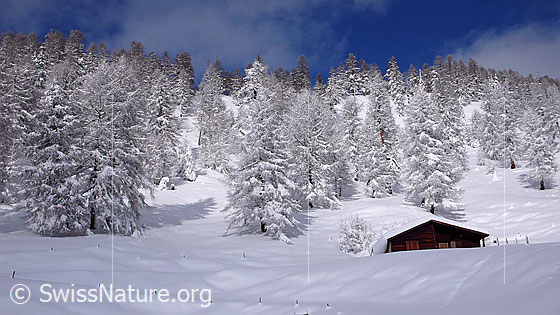Foto: Tief verschneiter Lärchenwald mit Alphütte im Wallis.