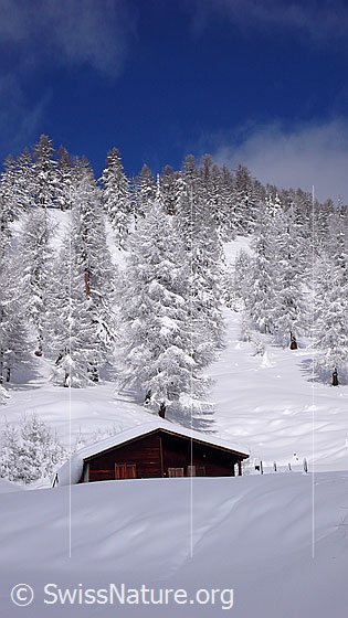 Foto: Frisch verschneiter Lärchenwald mit Alphütte auf Eggerebode.