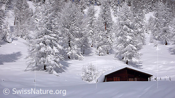 Foto: Tief verschneiter Lärchenwald mit Alphütte Eggerebode, Binntal.