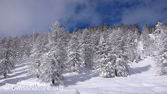 Foto: Märchenhaft verschneiter Lärchenwald in Winterlandschaft bei Eggerebode, Binntal.
