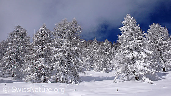 Foto: Verschneiter Lärchenwald in sonniger Winterlandschaft im Binntal. Einzelne Zaunpfähle ragen noch aus der Neuschneedecke. Durch eine Wolkenlücke ist der tiefblaue Himmel sichtbar.