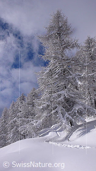 Foto: Eine Spur führt in den frisch verschneiten Lärchenwald.