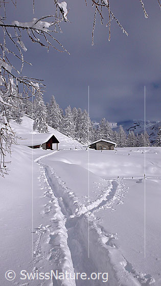 Foto: Winterlandschaft mit Spuren im Neuschnee, welche Richtung Alphütten und Lärchenwald führen.