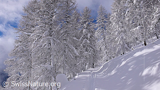 Foto: Waldweg mit Skispur durch frisch verschneiter Lärchenwald.