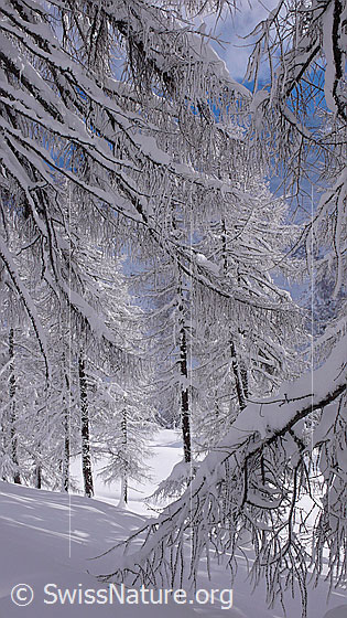 Foto: Mit Neuschnee beladene Äste von grossen und kleinen Lärchen.