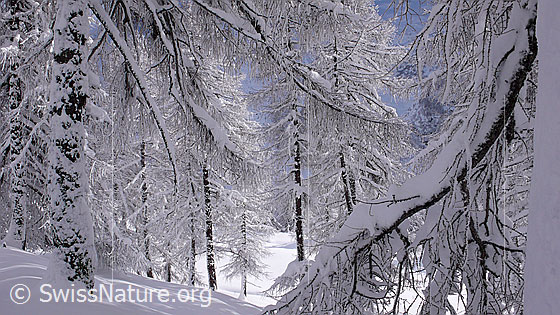 Foto: Blick durch schattigen, verschneiten Lärchenwald auf kleine Lärche im Sonnenlicht.