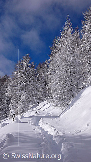 Foto: Spur von Skis in verschneitem Lärchenwald mit Licht und Schatten.