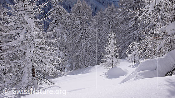Foto: Verschneiter Lärchenwald mit grossen Lärchen im Schatten und junger Lärche auf sonnenbeschienener Lichtung.