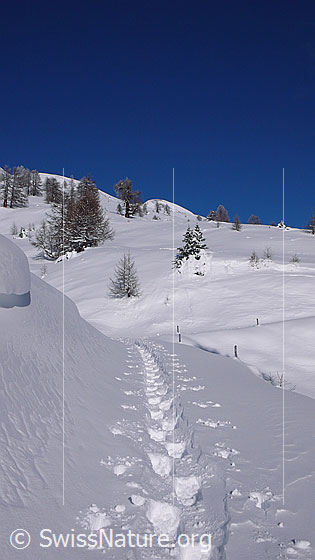 Foto: Schneeschuhspur in sonniger Winterlandschaft mit blauem Himmel. Am Hang im Hintergrund stehen einzelnen Lärchen.