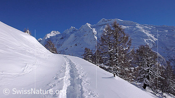 Foto: Winterlandschaft mit Schinhorn, lichtem Lärchenwald und Schneeschuhspur. Der Himmel ist  blau.
