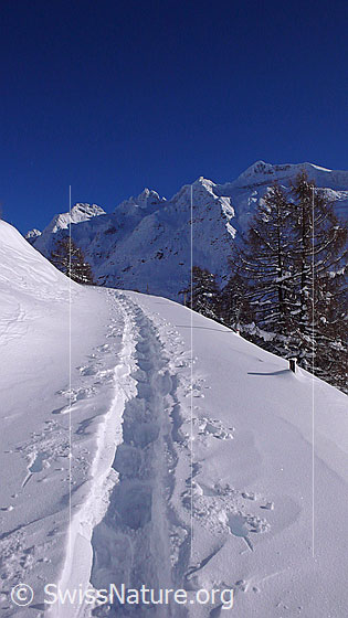 Foto: Schneeschuhspur in Berglandschaft mit Schinhorn und blauem Himmel.