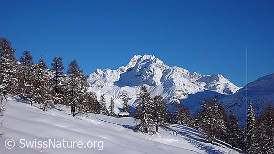 Foto: Winterlandschaft mit Ofenhorn, Lärchenwald und Alphütte an einem sonnigen Wintertag mit blauem Himmel.