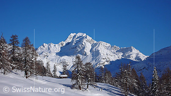 Foto: Winterlandschaft mit Ofenhorn, Lärchenwald und Alphütte an einem sonnigen Wintertag mit blauem Himmel.