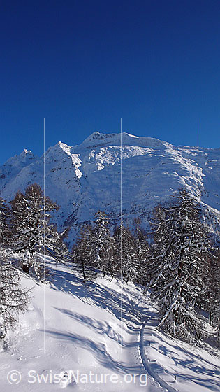 Foto: Winterliche Bergwelt mit Lärchenwald und einer Spur. Die Schinhörner im Hintergrund präsentieren sich im Licht und Schatten.