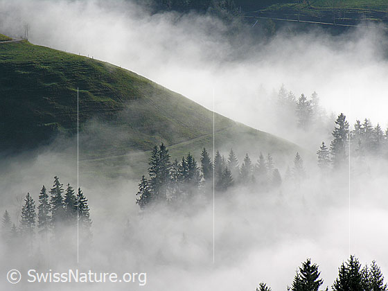 Foto: Tannenwald an der Nebelgrenze in Emmentaler Hügellandschaft.
