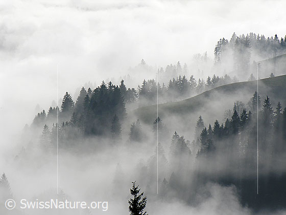 Foto: Tannenwald an der Nebelgrenze mit geheimnisvoller Stimmung.