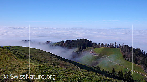 Foto: Blick über Emmentaler Alpweiden und bewaldete Krete an der Nebelgrenze auf die geschlossene Nebeldecke über dem Mittelland.