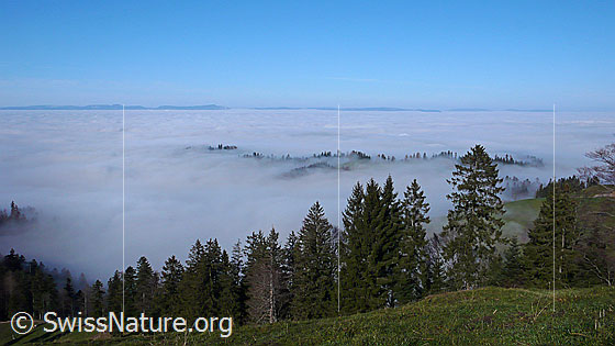 Foto: Umfassendes Nebelmeer über dem Mittelland und Tannenwald über der Nebelgrenze. Im Hintergrund ist der Jura erkennbar.