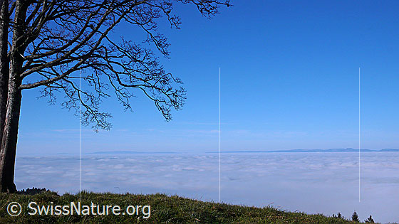 Foto: Ausblick von einer Anhöhe mit Baum über das geschlossene Nebelmeer über dem Emmental und Mittelland.