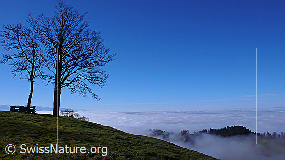Foto: Blick von einem Hügel mit Bäumen auf ein Nebelmeer über dem Emmental.