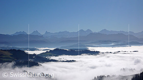 Foto: Nebelmeer über dem Emmental. Bewaldete Hügelzüge ragen aus dem Nebel. Im Hintergrund sind die fein abgestuften Bergketten mit Schrattenfluh, Hohgant und Berner Alpen zu sehen.