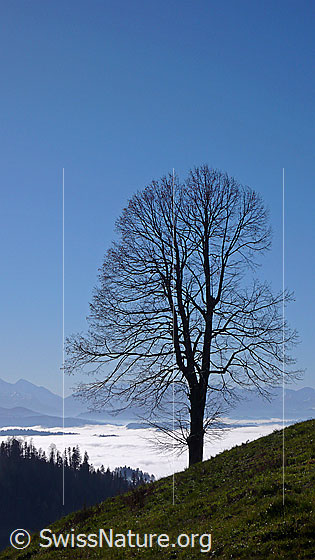 Foto: Baum vor Nebelmeer, Bergen und blauem Himmel.