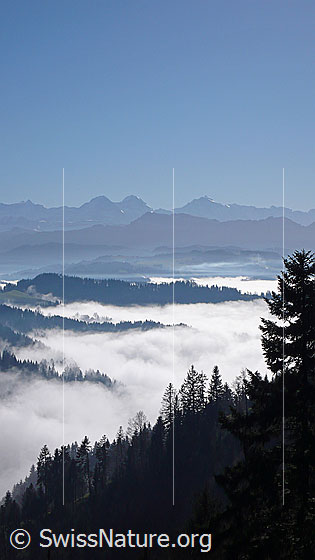 Foto: Nebelmeer über dem Emmental. Bewaldete Hügelzüge ragen aus dem Nebel. Im Hintergrund sind Hohgant und Berner Alpen mit Eiger, Mönch und Jungfrau zu sehen.