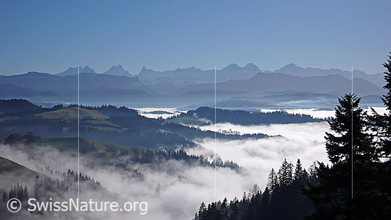 Foto: Blick über ein Nebelmeer über dem Emmental zu Schrattenfluh, Hohgant und den Berner Alpen. Aus dem Nebelmeer ragen bewaldete Hügelzüge.