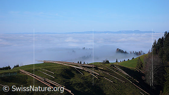 Foto: Holzschlag über der Nebelgrenze im Emmental. Die Baumstämme wurden auf eine Krete geschleift.