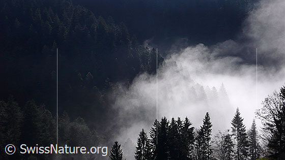 Foto: Waldgebiet mit stimmungsvoll beleuchteten Nebelschwaden an der Nebelgrenze.