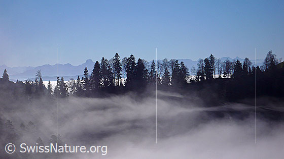 Foto: Nebelschwaden an der Nebelgrenze. Durch den lichten Wald auf der Krete ist die Stockhornkette zu sehen.