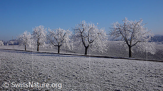 Foto: Baumreihe in Raureiflandschaft. Boden und Bäume sind mit einer dicken Schicht Raureif überzogen.